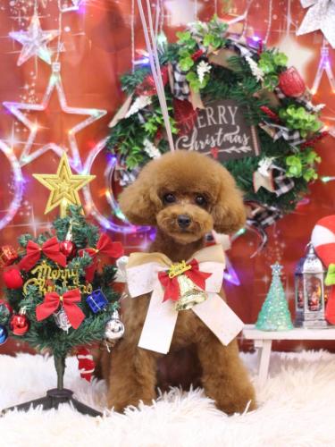 20231217モコちゃん